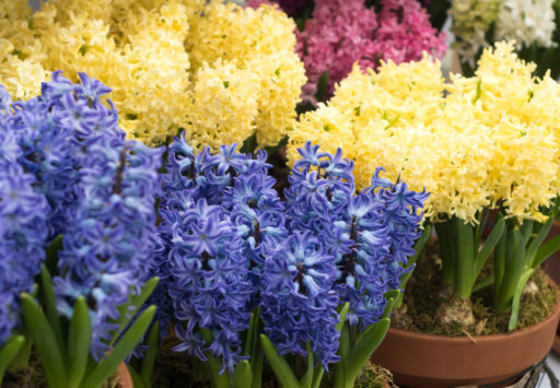 Blue and Gold Flowers