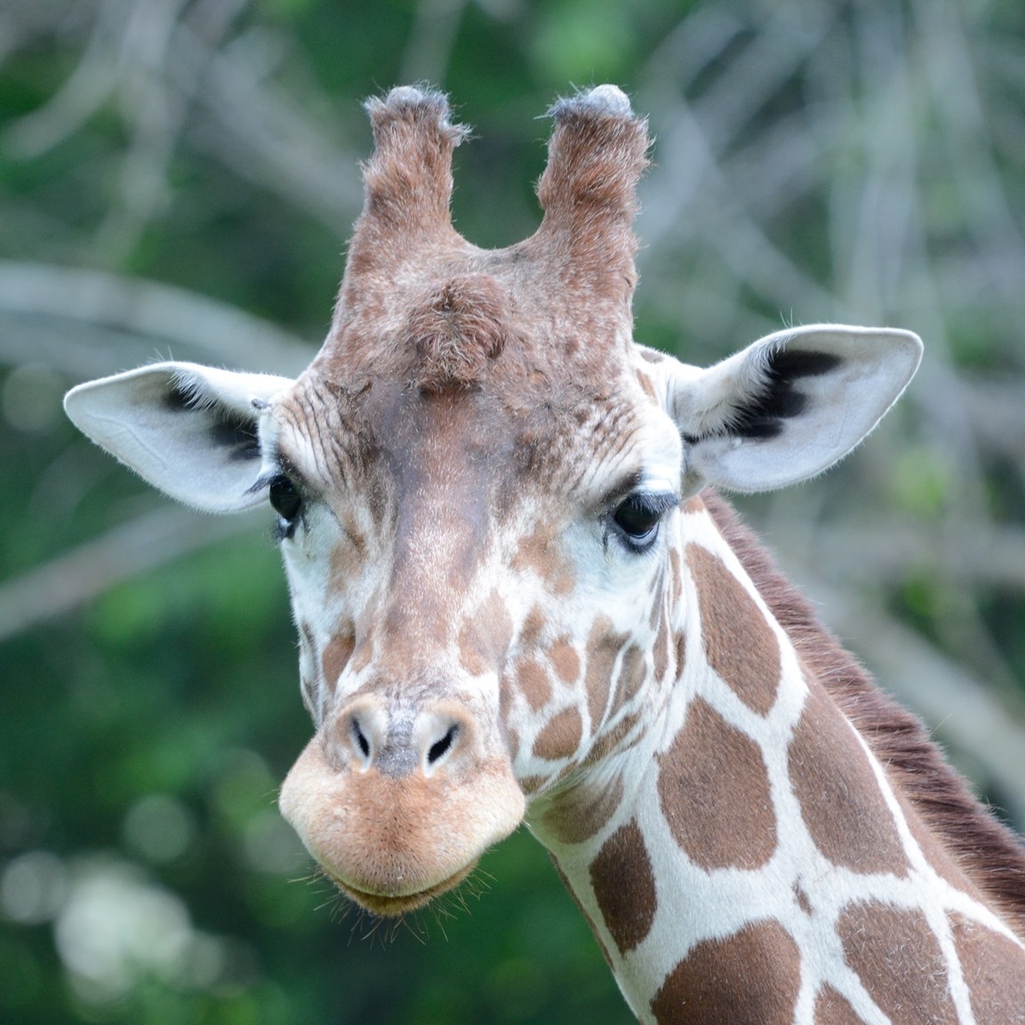 Zoo Girafe - St. Louis Zoo