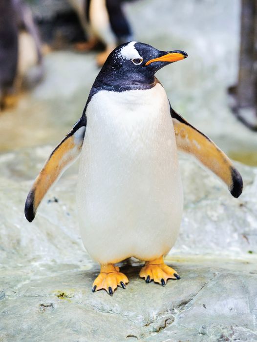 penguin-zoo